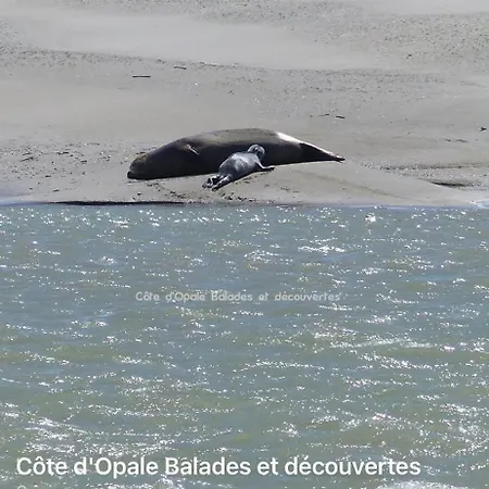 Sur Cosy A 50 Metres De La شقة *